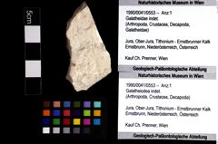 Foto (Objket + Etiketten) von Galatheiodea indet. 